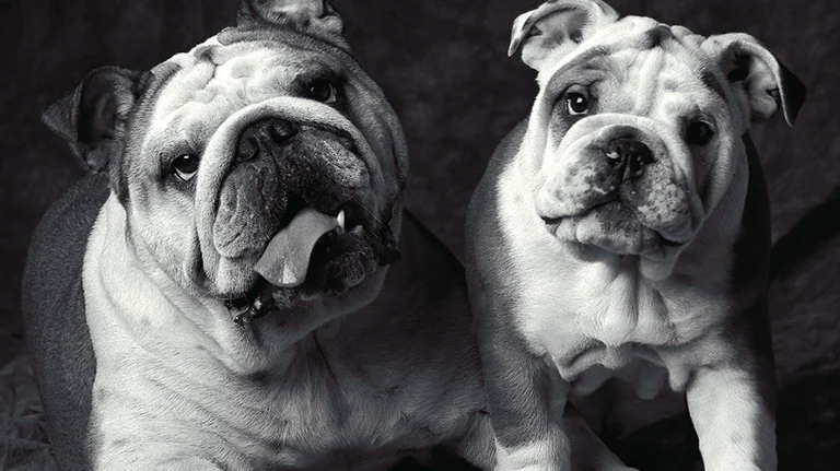 Bulldogs Black and White portrait