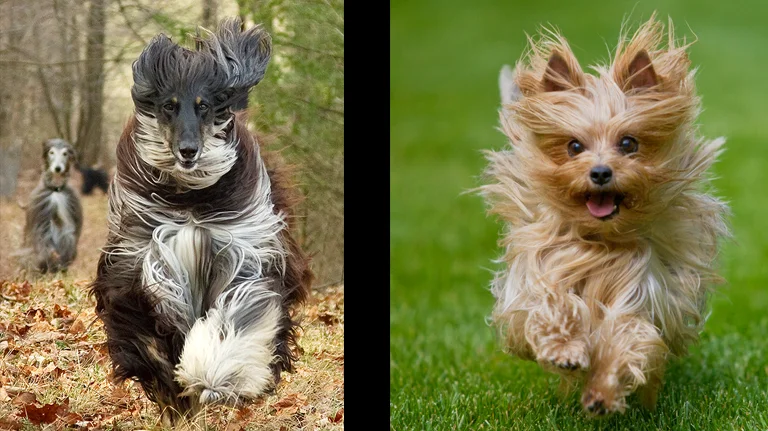 Afghan Hound and Terrier running outside