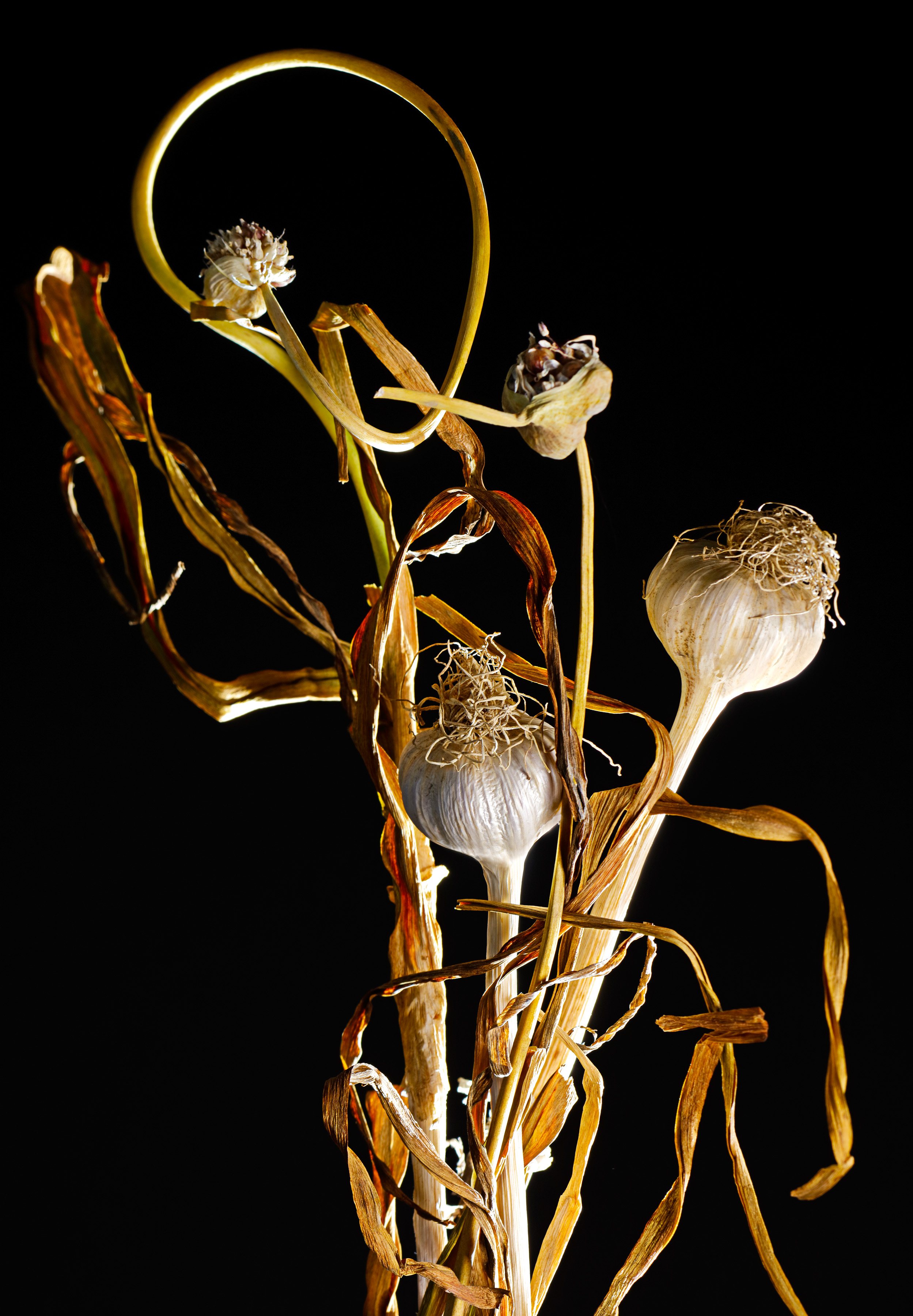 Whole Garlic on Stem