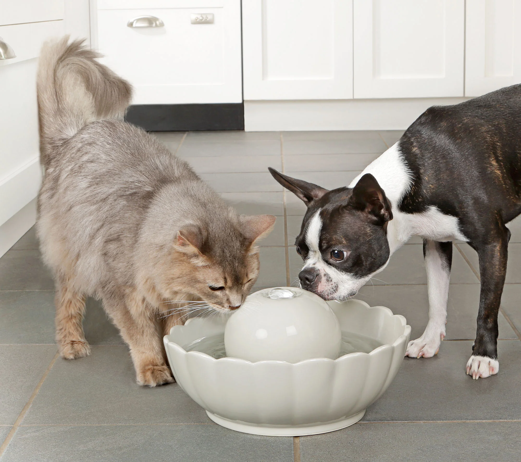 Dog and Cat in Kitchen Water Bowl