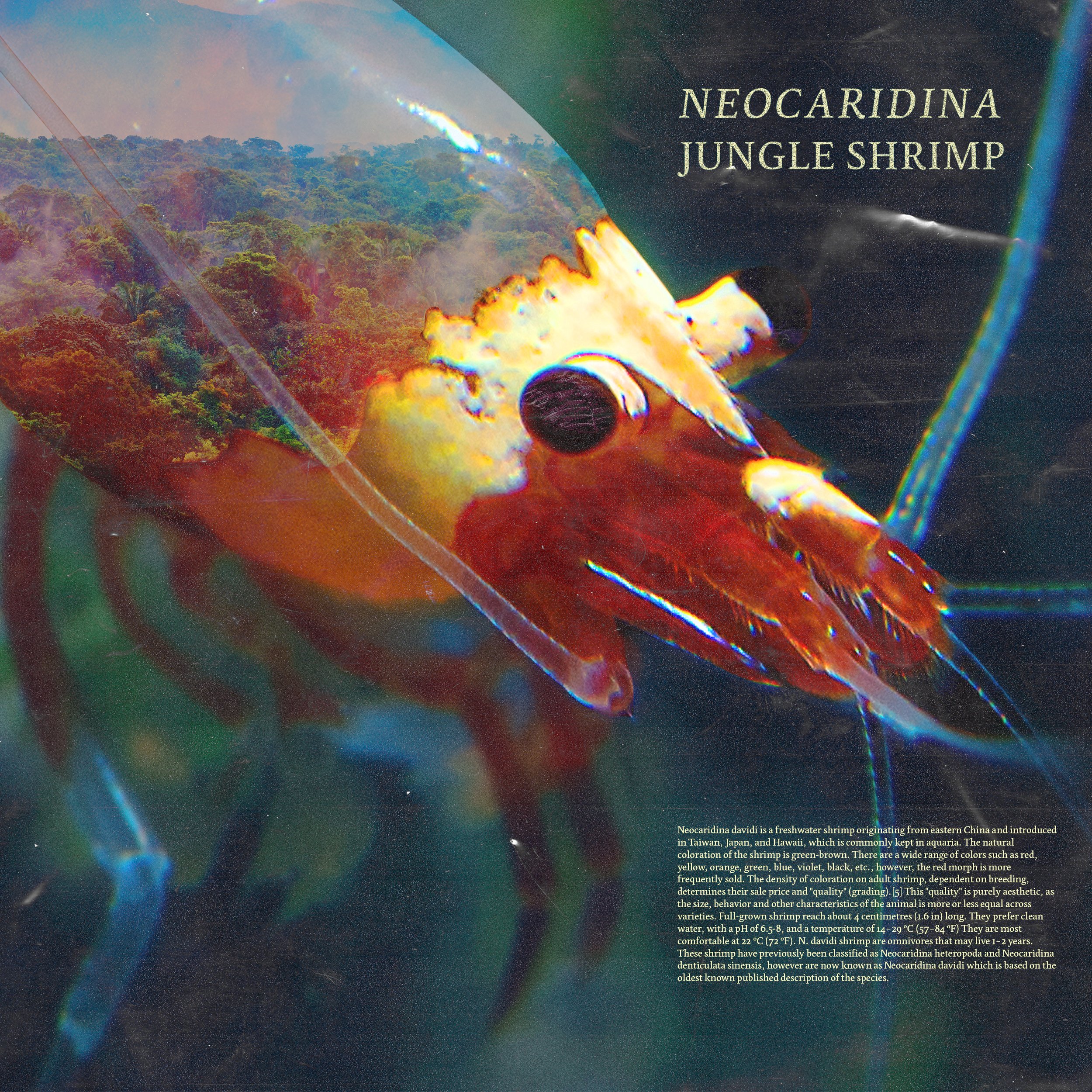 Neocaridina - Jungle Shrimp