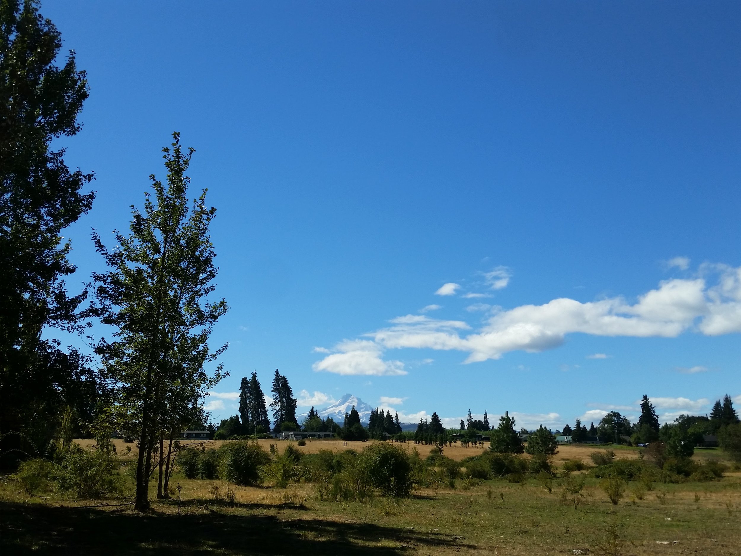 View of Mt. Hood from the southern portion of the study area.