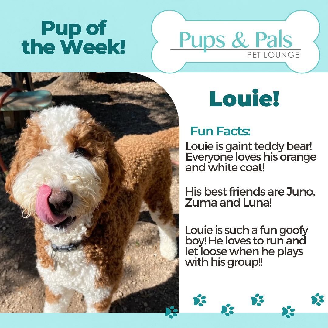 🌟Check out this week&rsquo;s Pup of the Week, Louie!!🐶🌟