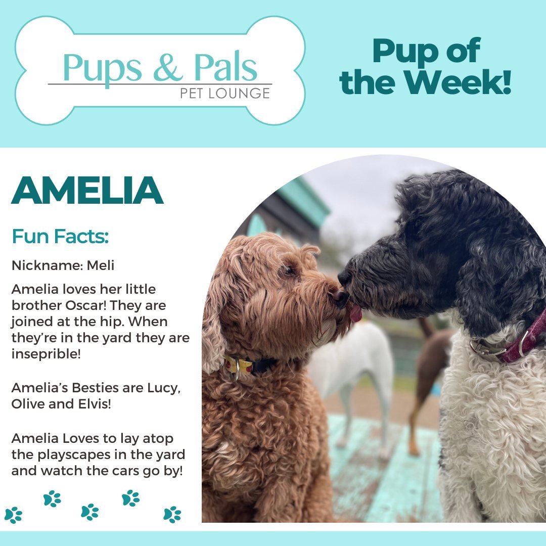 Our latest pup of the week is here! 🐾🐶