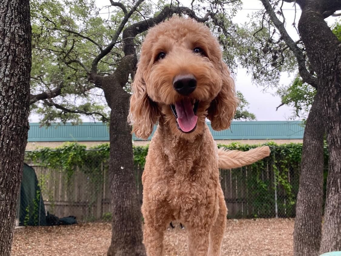 From the littles, to the mediums, to the bigs, our pups come in all sizes, but several things stays consistent&mdash;they all have HUGE hearts and HUGE smiles! ❤️ 😃 ❤️ 😃 
.
.
#pupsandpalssouthpark #pupsandpals #pupsandpalspetlounge #doggydaycare #d