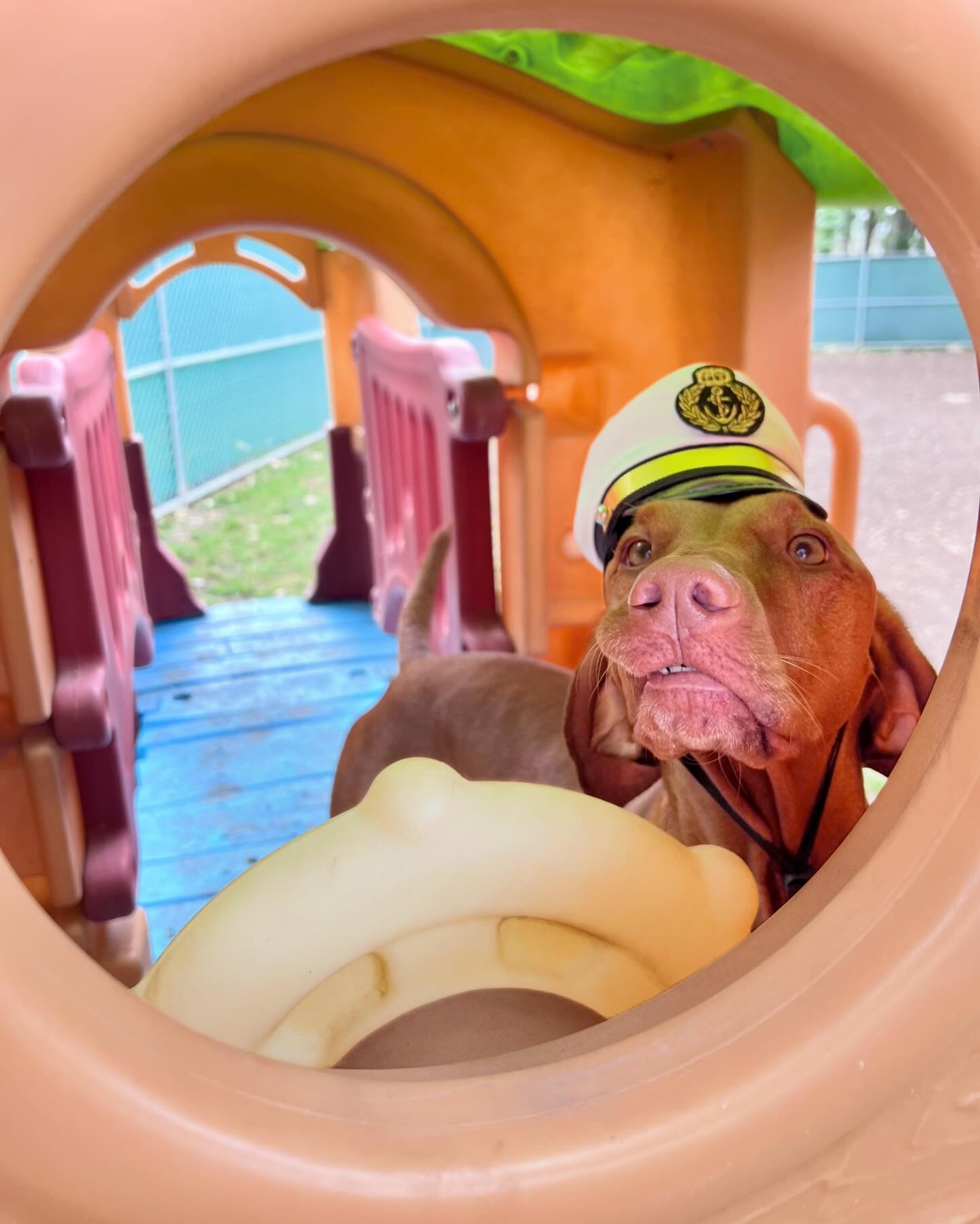 Setting sail into a sea of cuteness with our best Fur-st Mates &amp; cruising through the rest of the week right into the weekend where more adventures await us! 🐾⚓️🌊🚢 #CanineCaptains #NauticalNoseBoops

 #pupsandpals #pupsandpalsoakhill #doggyday