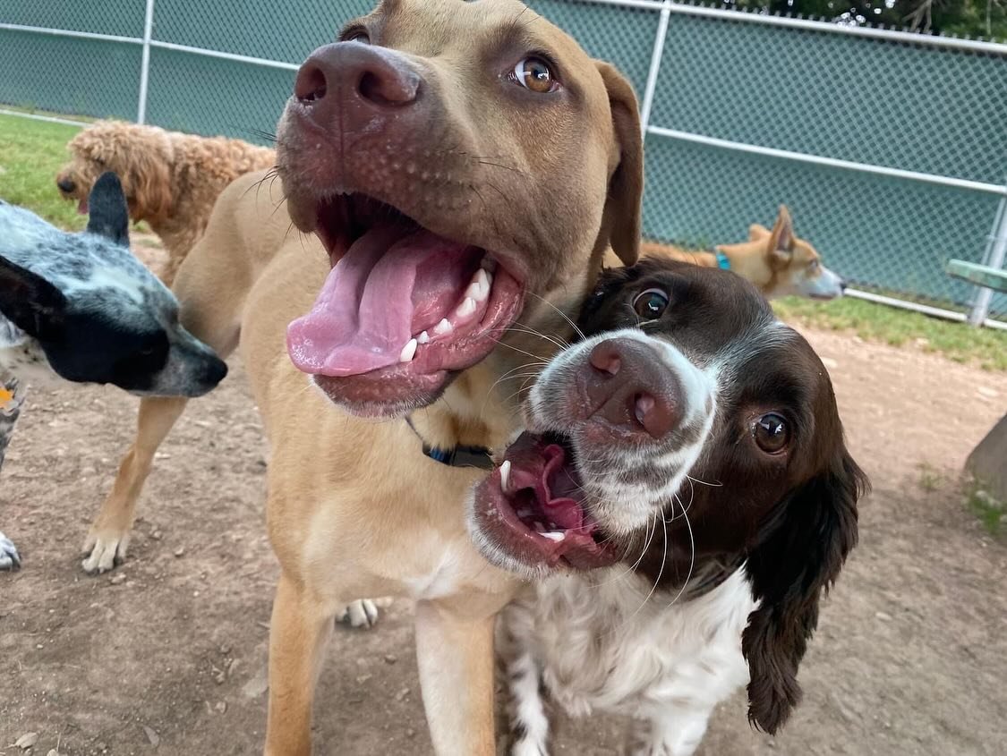 Welcoming two paw-some new pups to our crew, Chiquito and Wagshire! 🐾 Because when it comes to fun, two tails are definitely better than one! 🐶🐶🎉