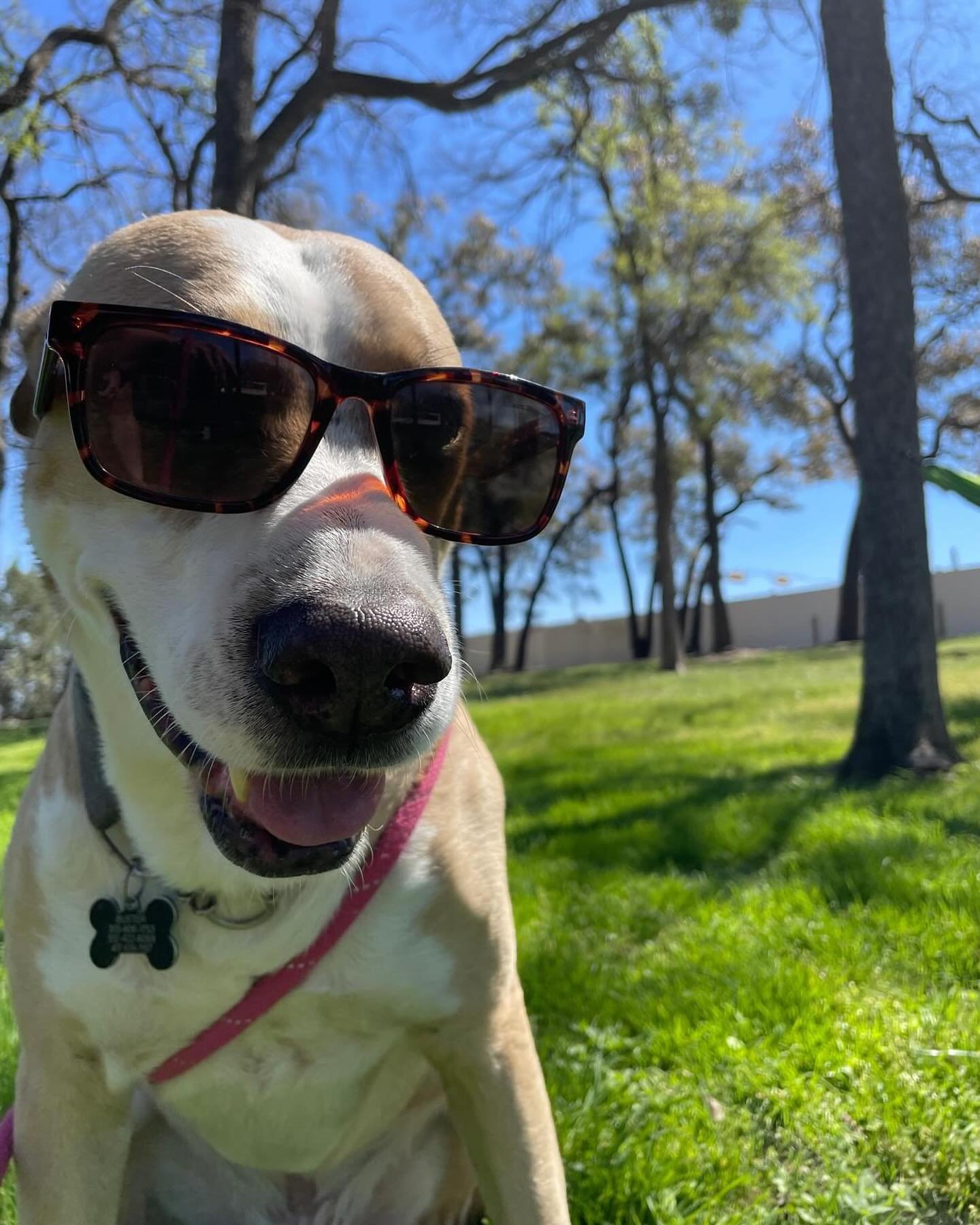 Did you know we offer Nature Walks as an option for your pup during Day Care OR Boarding? With a beautiful 3-acre property, abundant and shady oak trees, and fun wildlife (🐿️🦎🐦&zwj;⬛), it&rsquo;s the perfect playground for your pup to explore! You