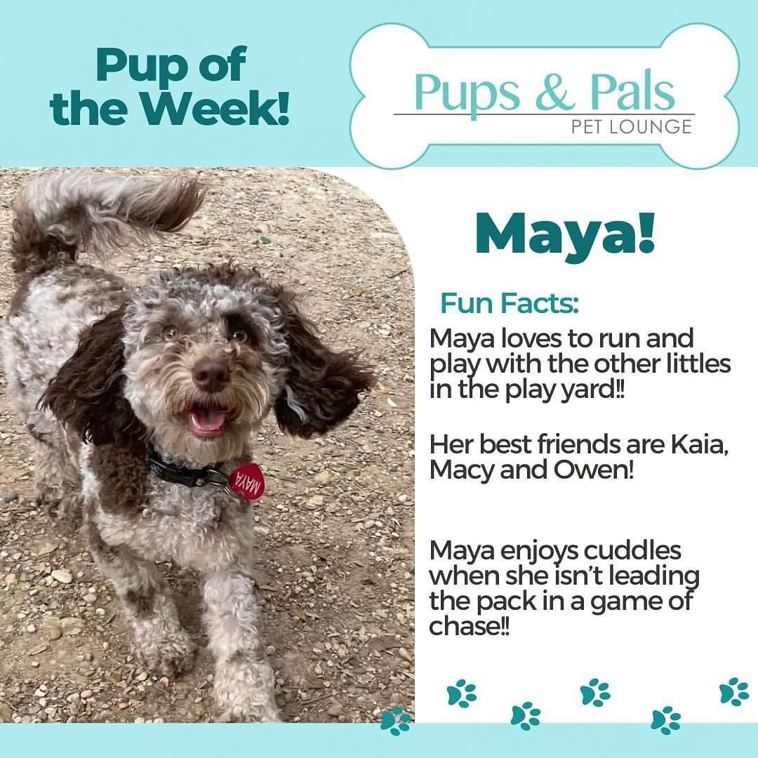 🌟Check out this week&rsquo;s Pup of the Week, Maya!!💖🐶🌟