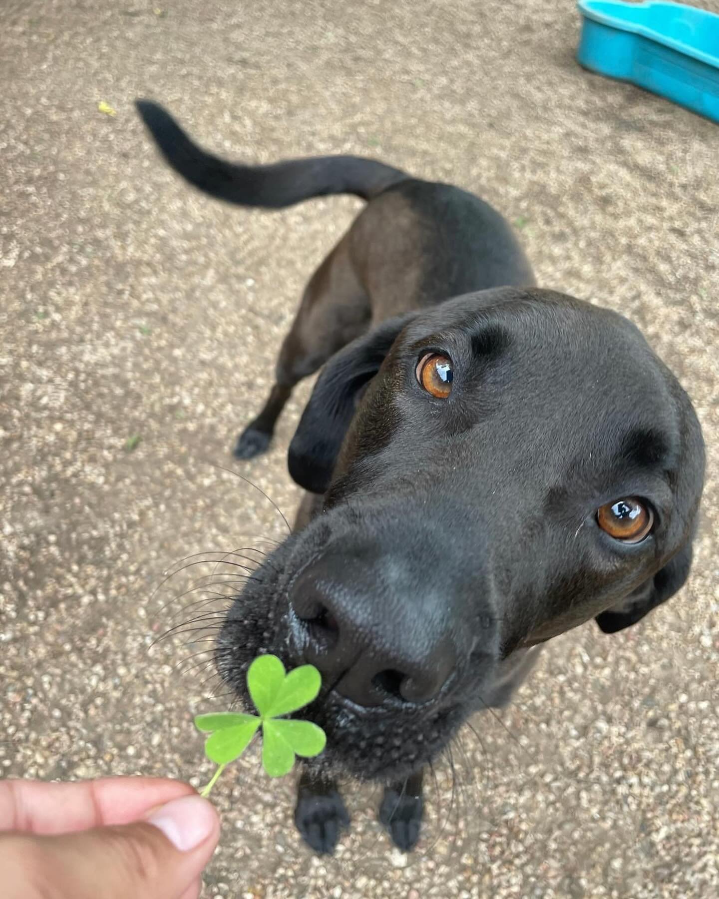 No four leaf clovers found today; but we still got so lucky with the having the cutest pups in town come play! 
Happy Thursday from all of us at P&amp;P!!☘️💖🐾
