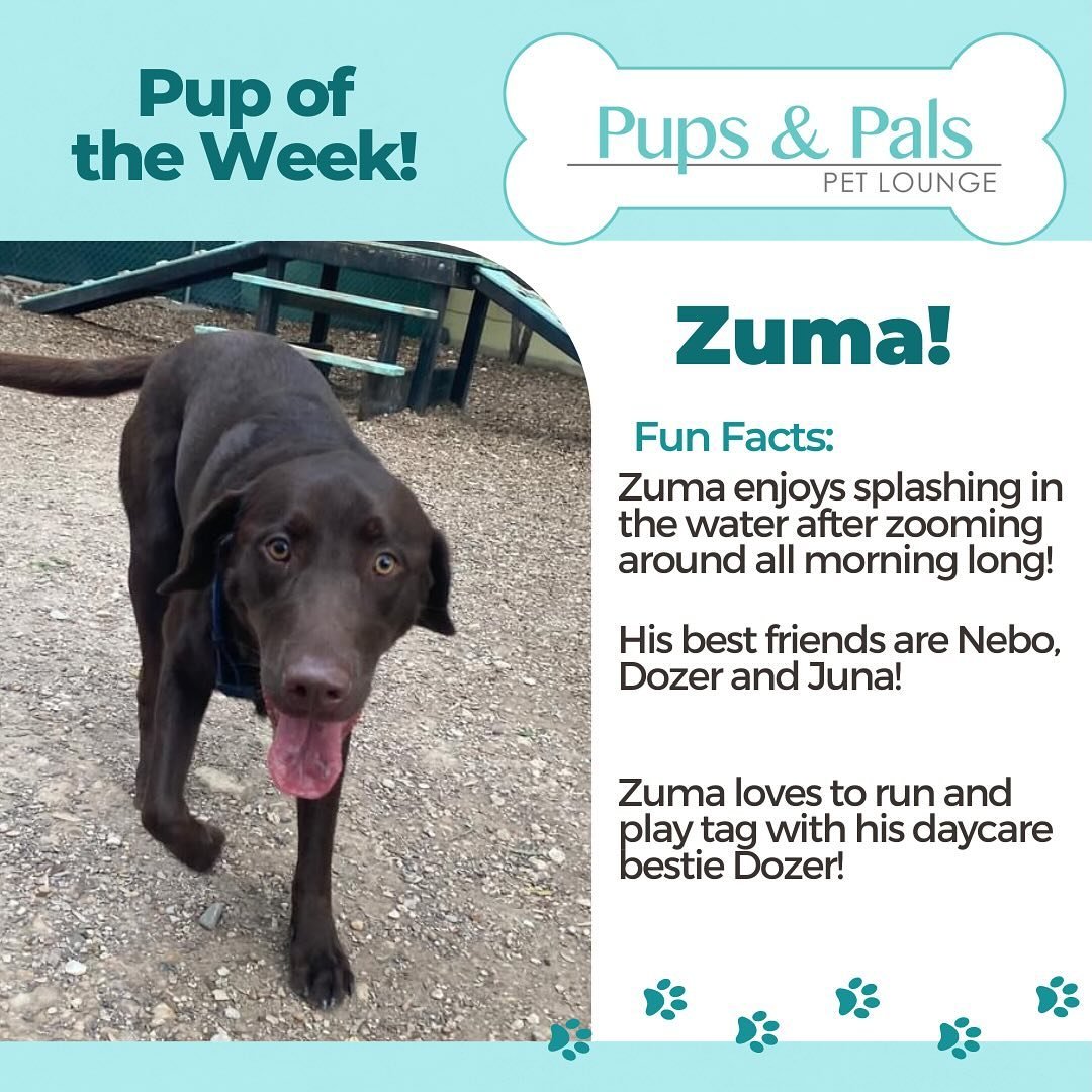 🌟Check out this week&rsquo;s Pup of the Week, Zuma!!🐶🌟