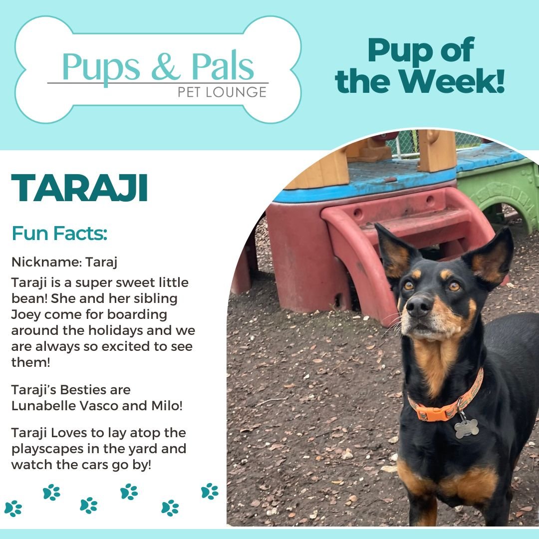 Pup of the week just dropped! This week, the lovely Taraji! 🐾🌼
:
:
:
:
:
:
:
:
:
:
#doggycare #doggydaycare #dogs #lovedogs #funnydogs #pupoftheweek #Pups #boarding #daycare #doggieslife