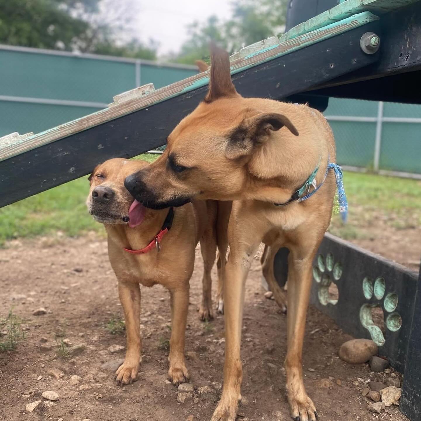 Rocky is determined to win Emmy&rsquo;s heart! ❤️❤️❤️
.
.
#pupsandpalsoakhill #pupsandpals #pupsandpalspetlounge #doggydaycare #dogdaycare #dogdaycareaustin #dogdaycarefun #dogdaycarelife #doggydaycareandboarding #puppylove #puppykisses #besties