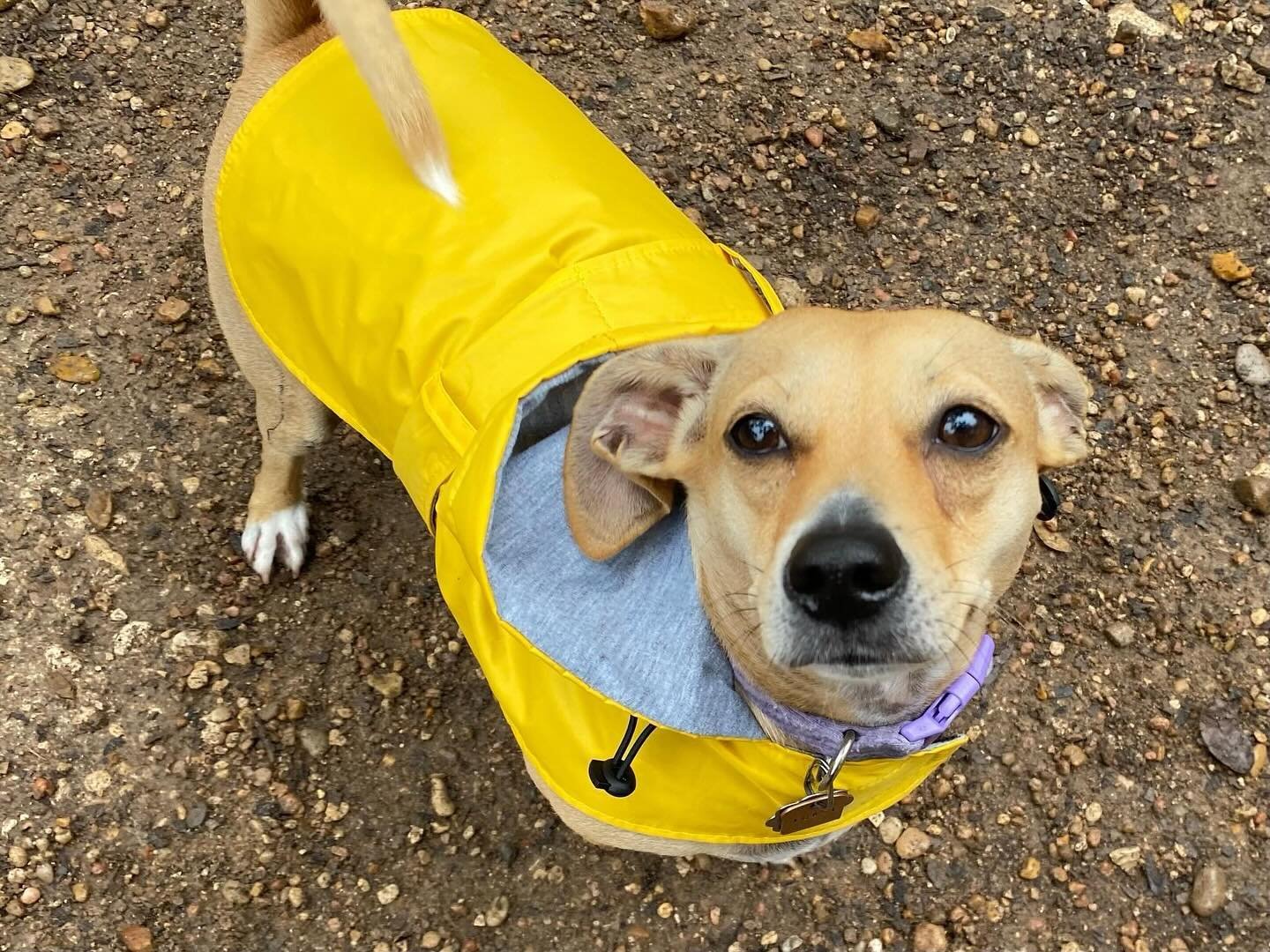 Everyone meet Toast! She&rsquo;s a new member of our littles pack, here for her first day! And she was NOT going to let a little rain keep her from coming in for her first day today! That&rsquo;s the spirit Toast! ☔️ .
.
.
#pupsandpalssouthpark #pups