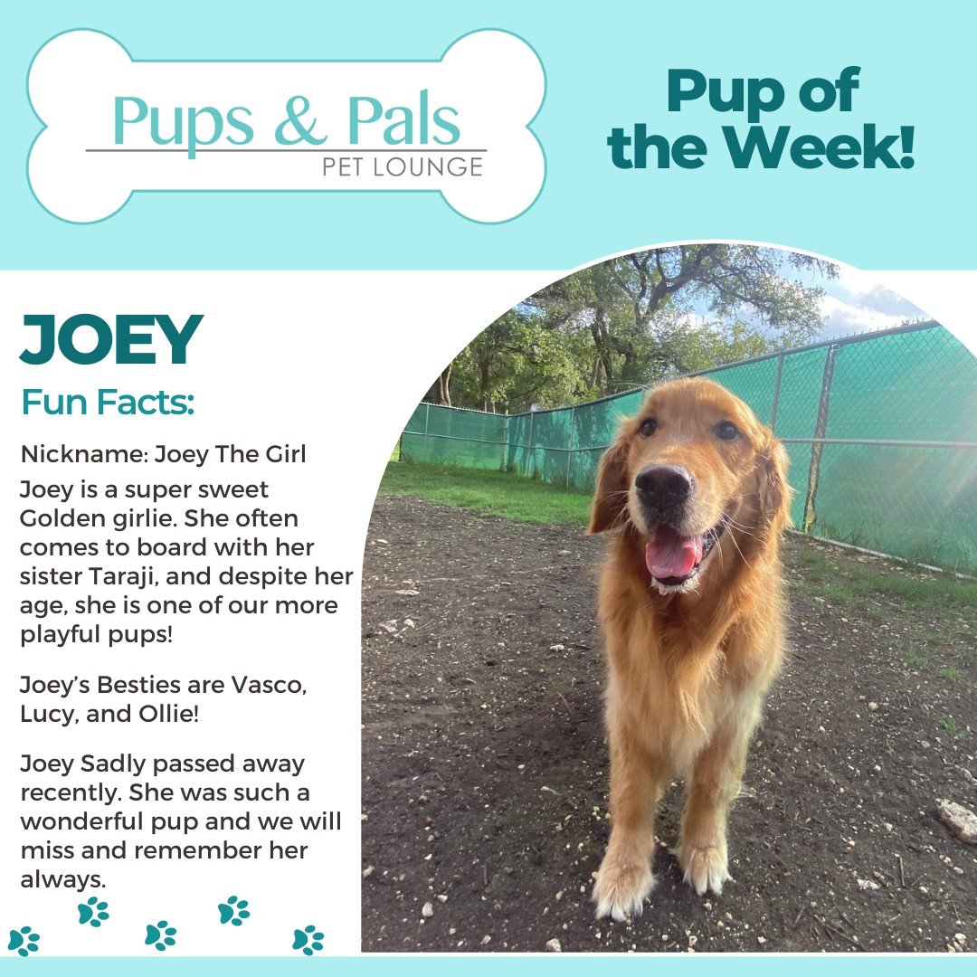Today, we bid farewell to our beloved Joey, whose boundless love and gentle soul touched everyone she met.  Joey, you were more than a pet, you were family. Rest easy, sweet friend. Your memory will forever live on in our hearts. 🌈 🐾