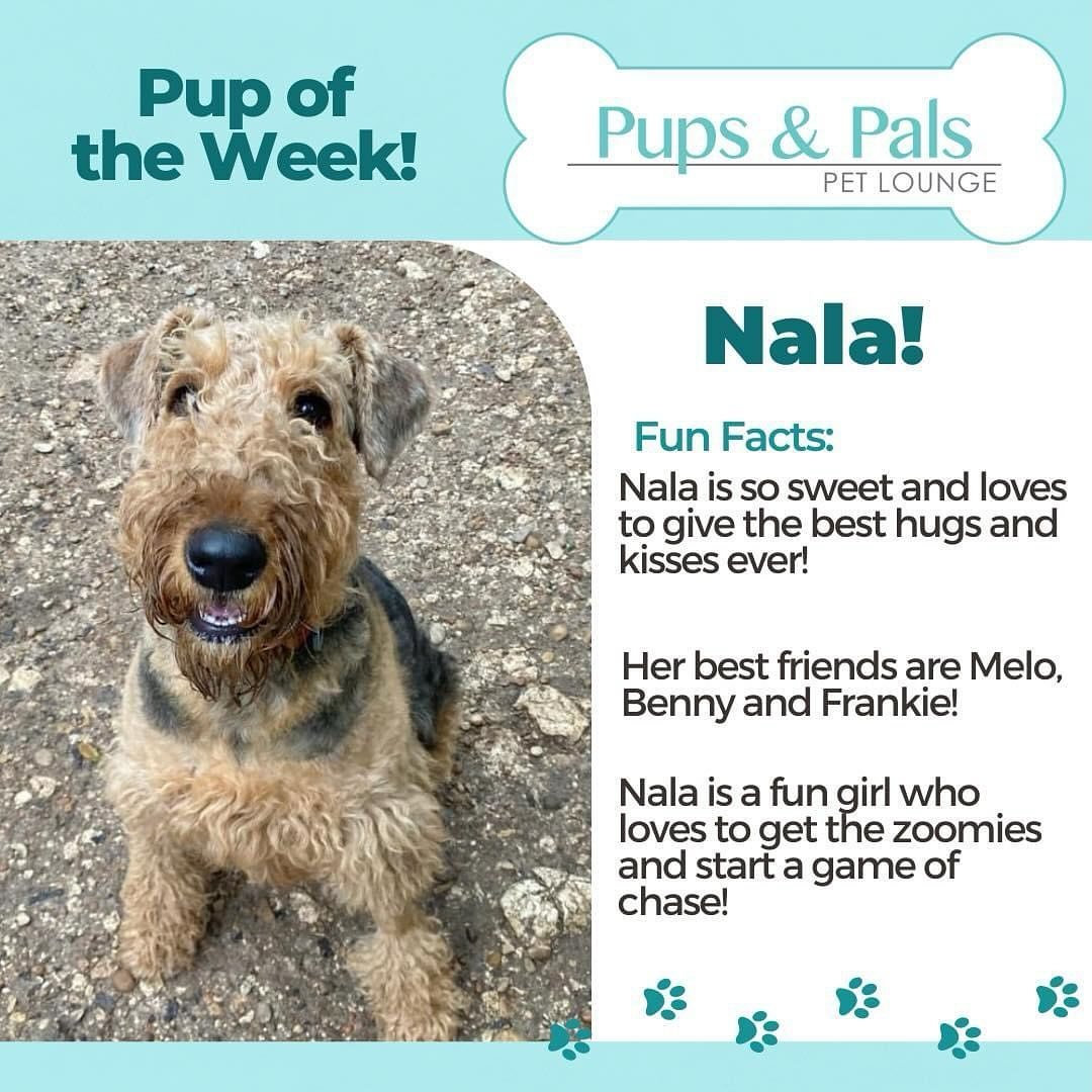 🌟Check out this week&rsquo;s Pup of the Week, Nala!💖🐶🌟