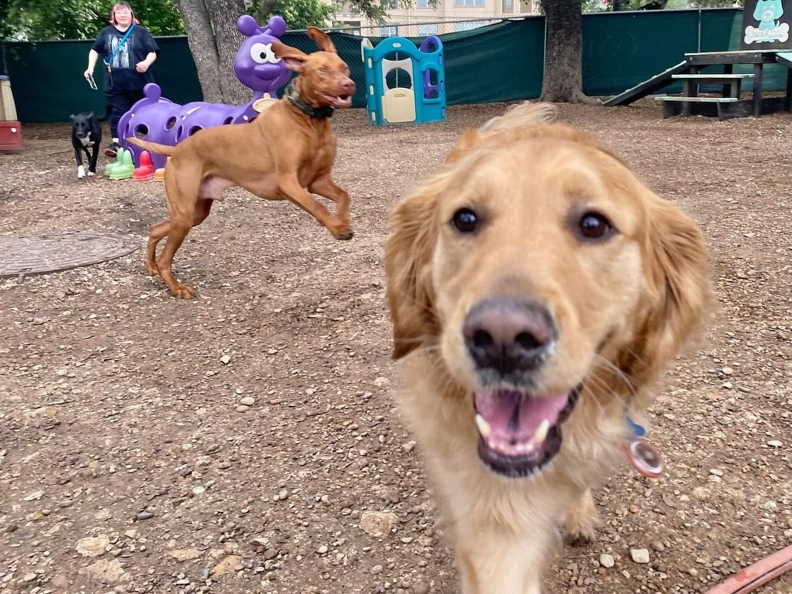 At Pups &amp; Pals we are ALL SMILES! 😁😁😁
.
.
#pupsandpalssouthpark #pupsandpals #pupsandpalspetlounge #doggydaycare #dogdaycare #dogdaycareaustin #dogdaycarefun #dogdaycarelife #doggydaycareandboarding