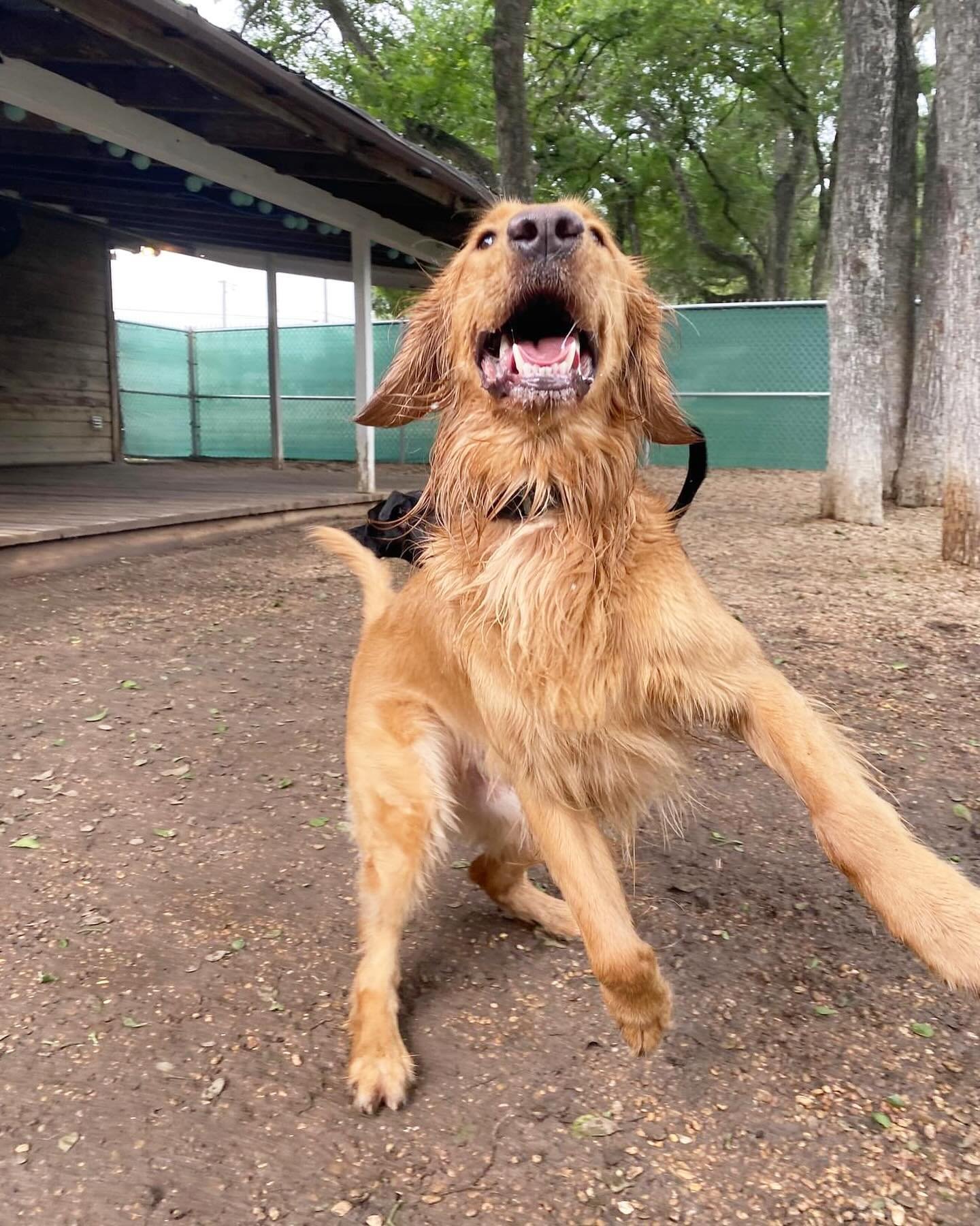 Letting loose and living it up at doggy daycare! 🤪😜
.
.
#pupsandpalsoakhill #pupsandpals #pupsandpalspetlounge #doggydaycare #dogdaycare #dogdaycareaustin #dogdaycarefun #dogdaycarelife #doggydaycareandboarding
