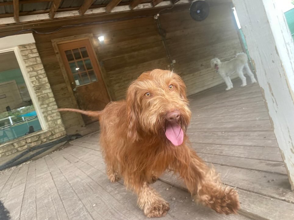 We got to welcome two new pups, Louis and Mufasa, to the pack today! Lots of big, goofy grins on these sweet pups! What a wonderful day to kick off the weekend! 🥳🥰🐶
.
.
.
.
.
.
.
.
.
#pupsandpals #dogstagram #dogsofig #atxdogs #doggydaycare #puppy