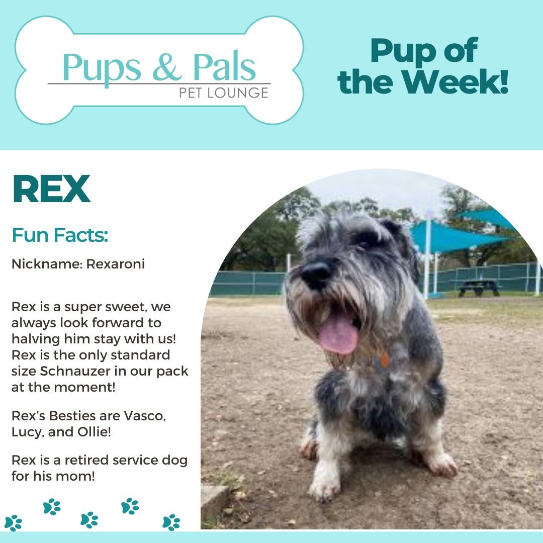 Meet our top dog of the week, Rex! 🌟 With his playful spirit and heart-melting gaze, Rex steals the spotlight wherever he goes. Let's celebrate this paw-some pup and all the joy he brings to our doggy daycare family! 🐶💖 
:
:
:
:
:
:
:
#PupOfTheWee