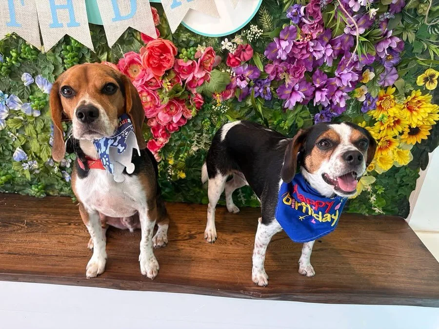 Howdy! We&rsquo;re celebrating Malik&rsquo;s 2nd birthday today, and he wanted to invite his brother Quinn to get some cute pics together! 🥳🩵

#dogdaycareatx #doggydaycare #pupsandpalssouthpark #pupsandpalspetlounge