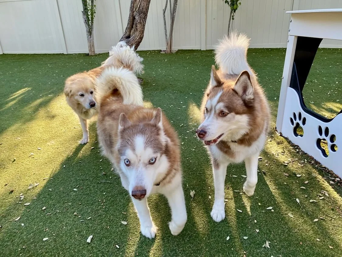 Hi y&rsquo;all and Happy Wednesday! 🎉 The pups are so happy that it&rsquo;s finally spooky season! 👻

#dogdaycareatx #doggydaycare #pupsandpalssouthpark #pupsandpalspetlounge