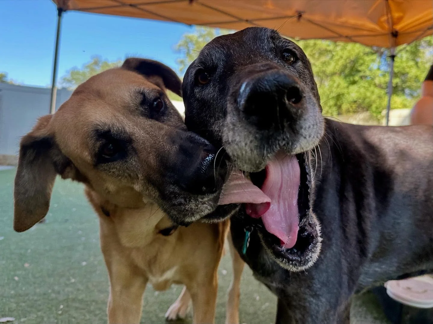 Pups and Pals is THE place for your pup to find their BFF (best fur friend)!!!!! 👯&zwj;♀️