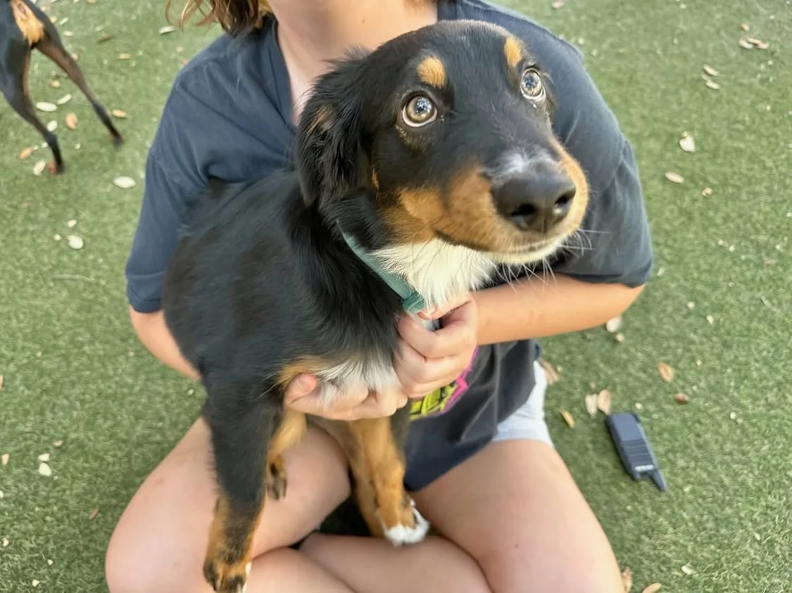 Hey y&rsquo;all! We&rsquo;ve got lots of new pups today! Say hello to Hagrid, Winston, and Howard! 🐶🐾

#dogdaycareatx #doggydaycare #pupsandpalssouthpark #pupsandpalspetlounge