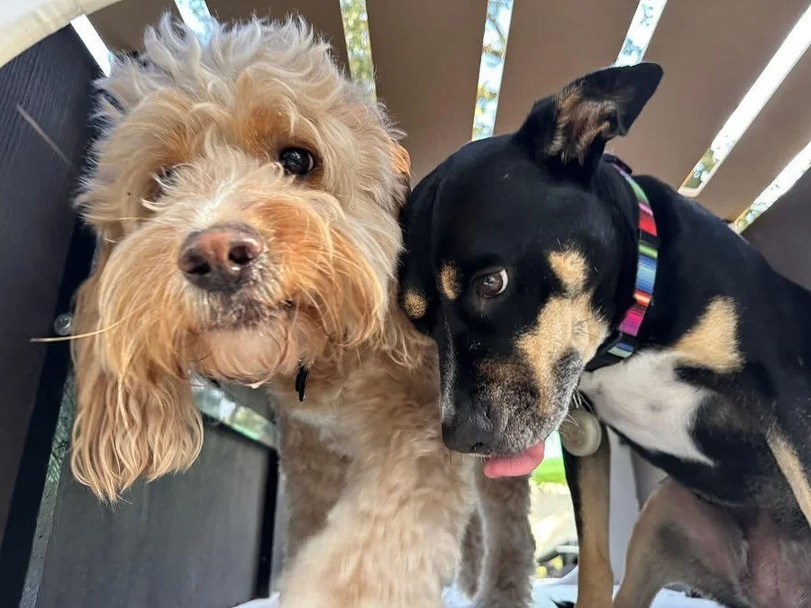 Hello and Happy Tuesday Everyone!

Today the pups just can&rsquo;t keep to themselves and are obsessed with their besties!!💖🐶

#dogdaycareatx #doggydaycare #pupsandpalssouthpark #pupsandpalspetlounge