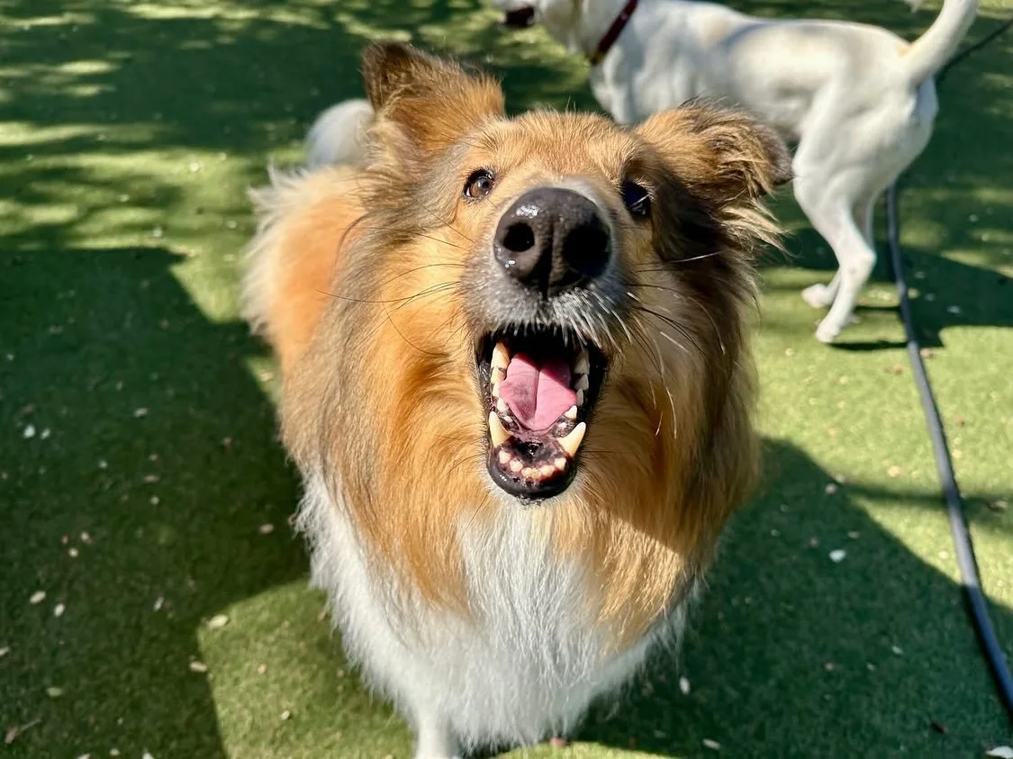 Everyone is posing for portraits today!