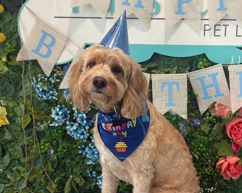 Hey y’all! We’ve got a very special Libra birthday today… Happy Birthday, Brodie!! π
#dogdaycareatx #doggydaycare #pupsandpalssouthpark #pupsandpalspetlounge