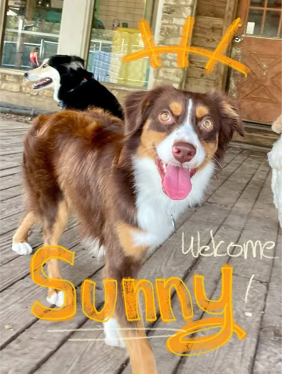 ππͺ©Mission Complete: Beam us up, Sunny! πͺ©π
Fun levels are OFF THE CHARTS π with rocket zoomies and cosmic cuddles as Sunny joins us for his first day at Pups and Pals! βοΈπΈπͺπ«
Happy 3rd birthday to miss Maebel! πβ¨πΈ