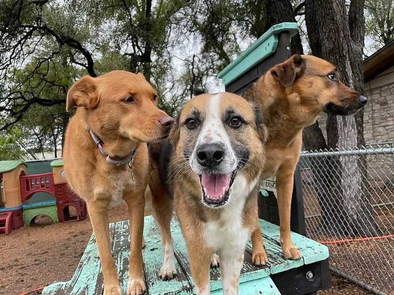 PupsπΆ + Pals ππ»‍βοΈ + Rain πβοΈ = MAGIC!πͺ π«π₯° Today the pups are LOVING every second of this rain! Everyone is running and jumping through puddles like a puppy again!ππ Stay tuned for some more excited and playful pups this weekend!!πβοΈπ©
