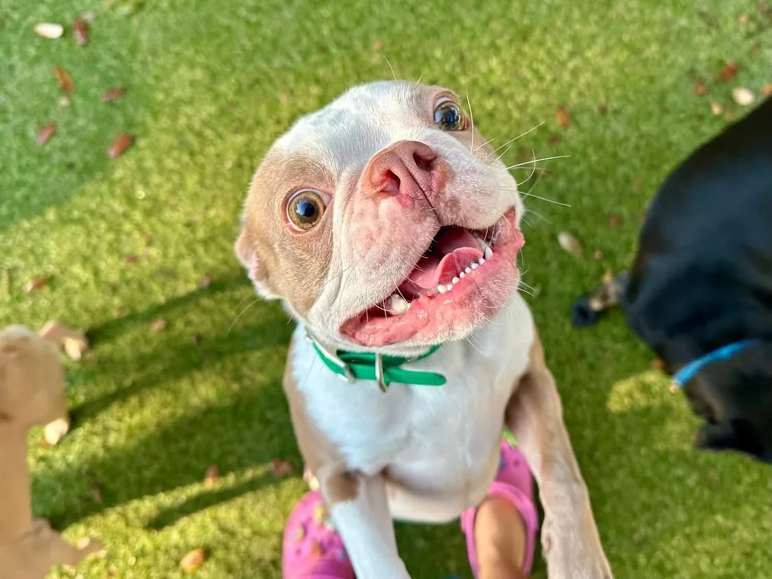 Daily Sunday Scoop π₯³πΆ #sundayfunday #doggydaycare #fypγ·β€οΈπβ€οΈ #dogsofinstagram #dogsofaustintx #daycarelife #pupsandpals #atx #bestdogsintown