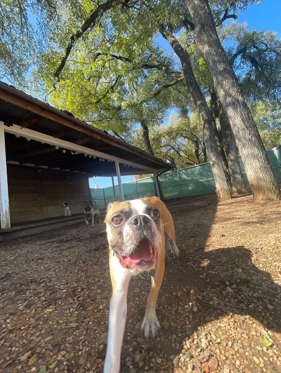 πΆ “AND BINGO WAS HIS NAME-O “ πΆ
Friday day zoomies, belly rubs, and nose boops! All in a days work! πβοΈπΎ
Say hello to Bingo! π»πΎ π₯³