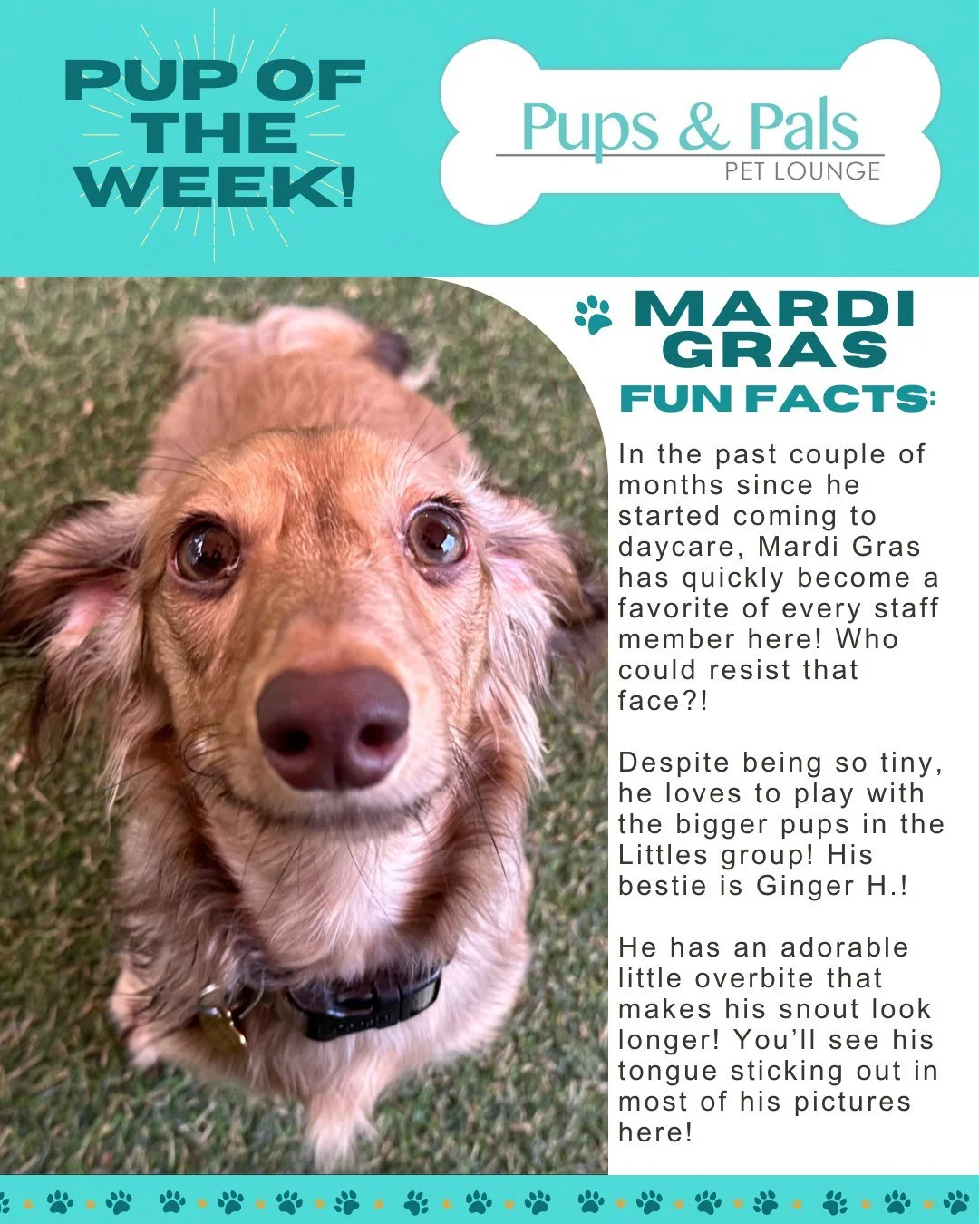πΎπ Check out this week's Pup of the Week: Mardi Gras! ππΎ