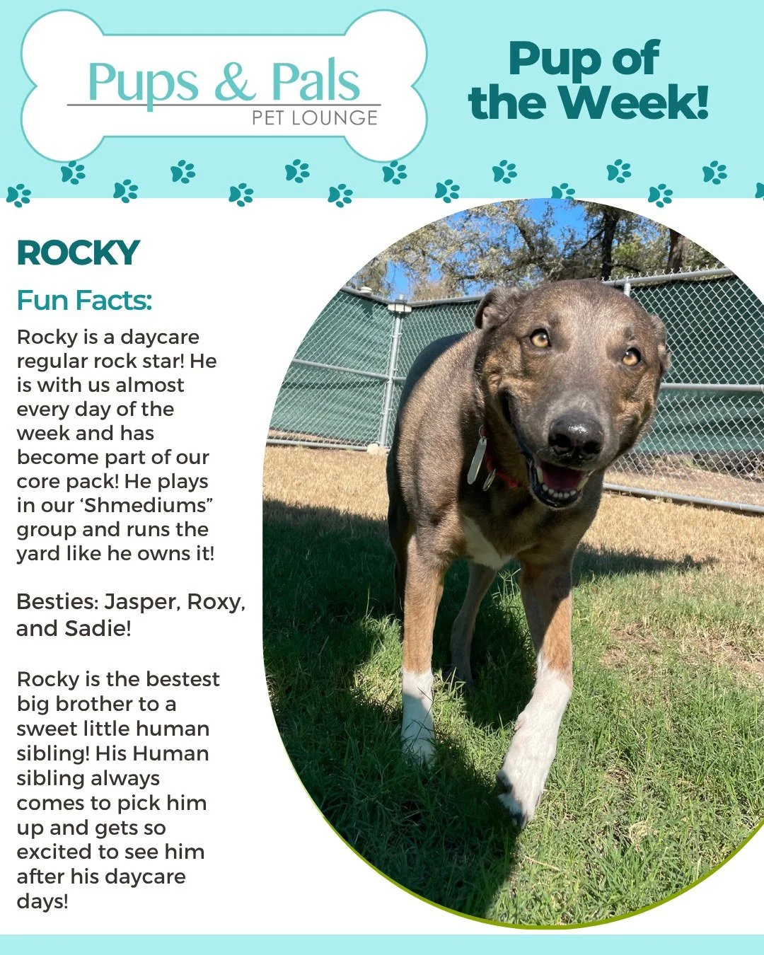 Pup of the Week goes to our loyal regular, Rocky! πΎπ This handsome guy brings the perfect mix of fun and chill to daycare — always ready for playtime, but just as happy to relax with his buddies. We love having this sweet, steady pup as part