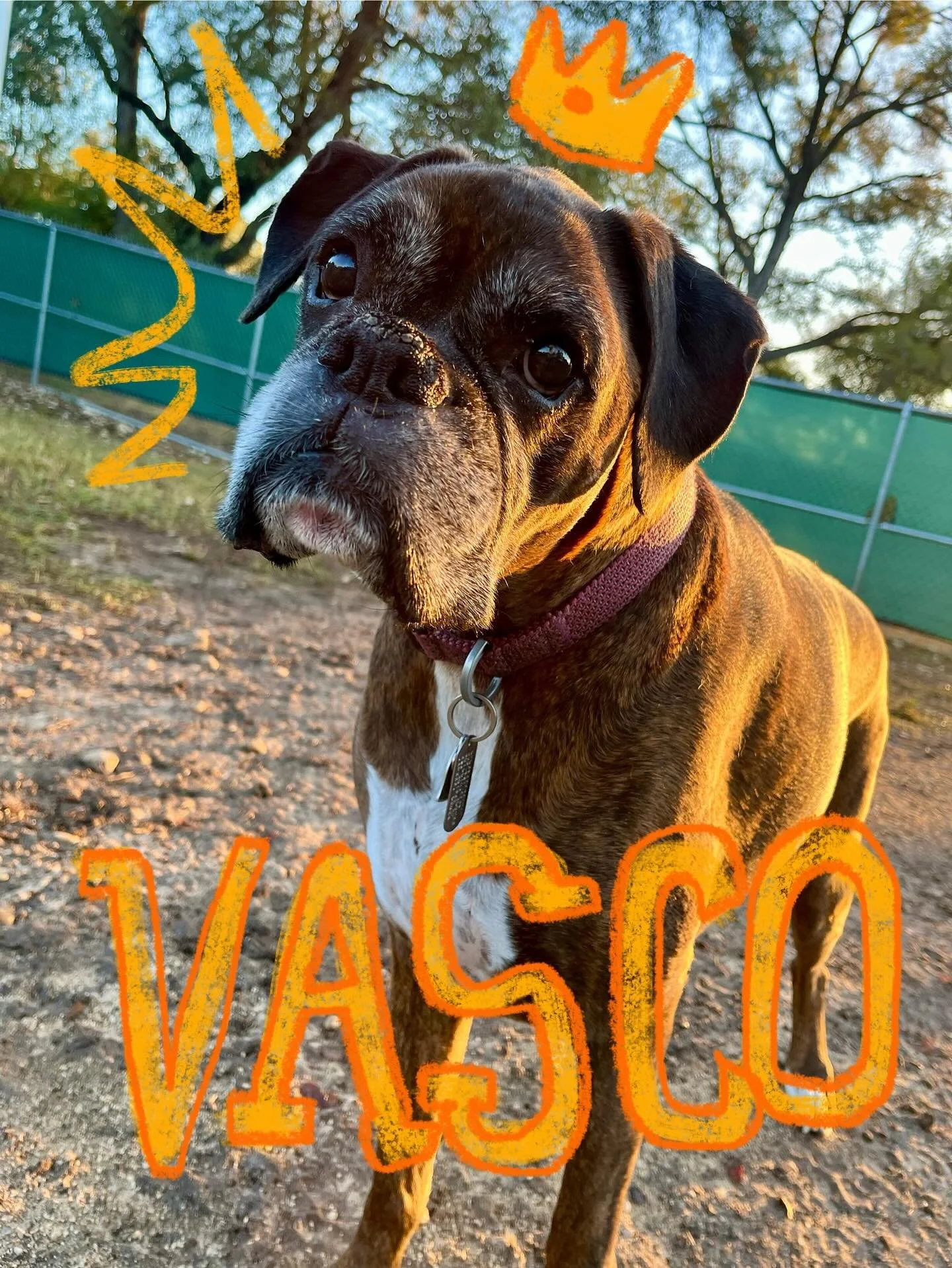 The pups officially declared today’s weather prime zoomie conditions πΆππ¨ The pops took full advantage of this cozy fall weather!