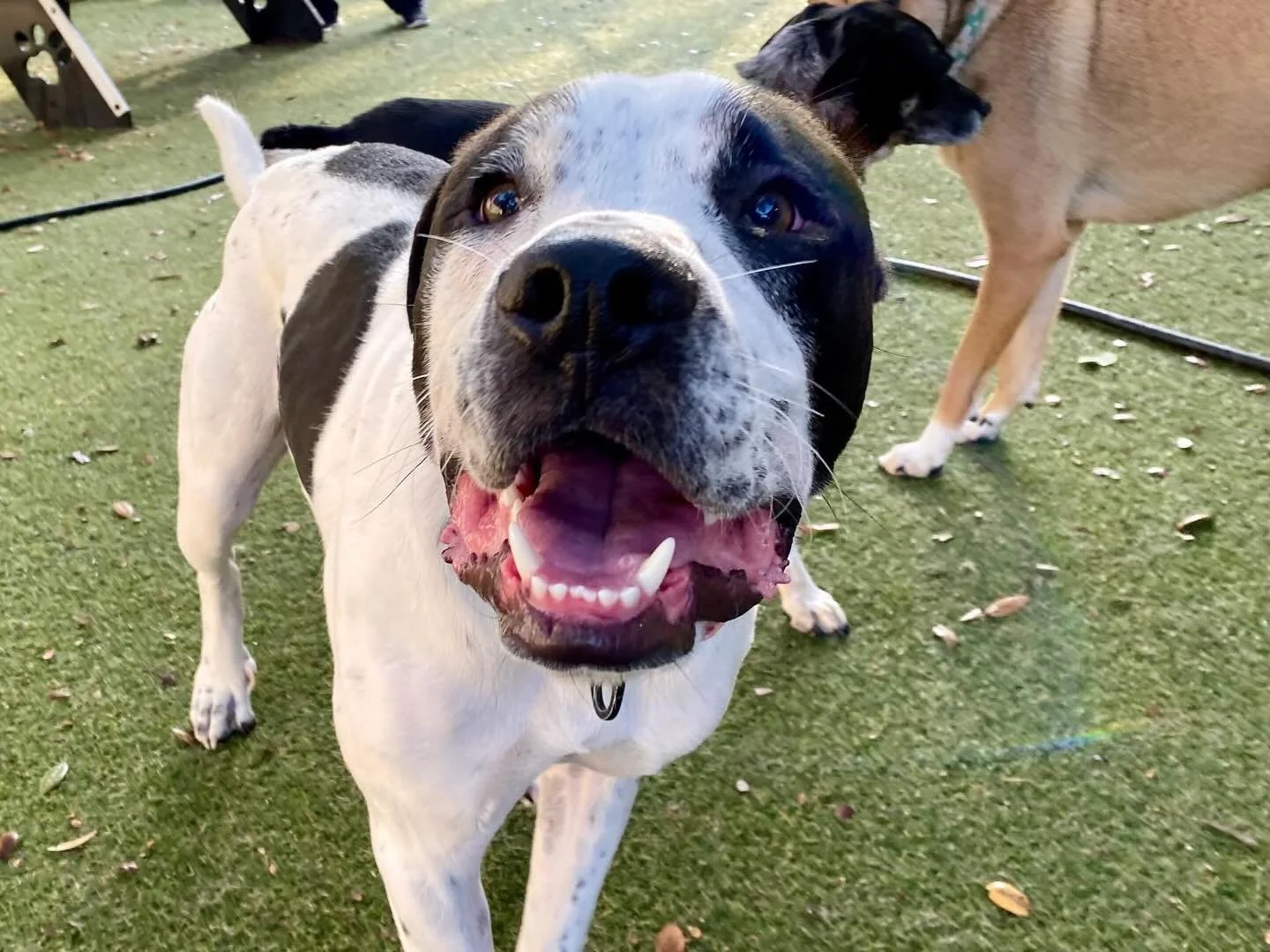 Hello and Happy Monday y’all! 
Today we’re welcoming two new friends! Please say hello to Cooper and Winston! ππΆ