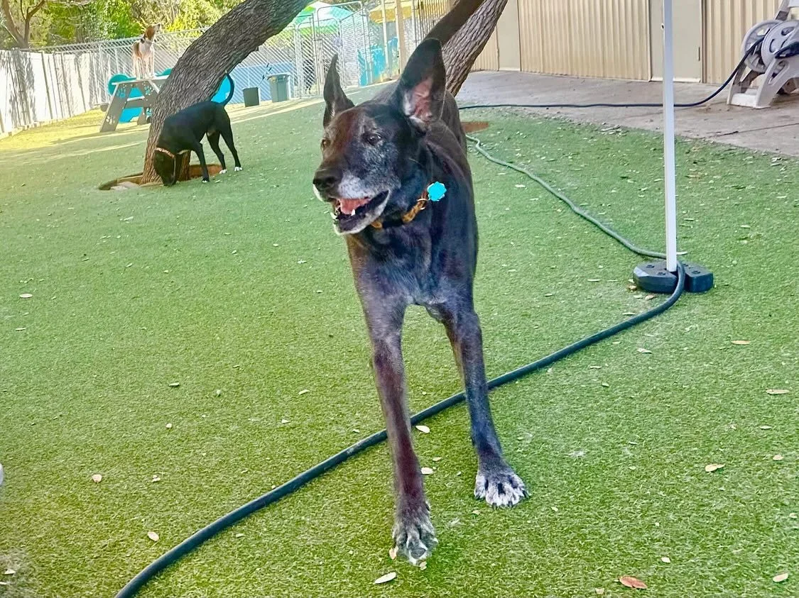 Hello and Happy Tuesday! Lots of friends, fun, and goofing off! πΆπ€ͺ