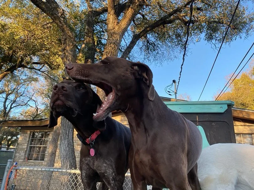 Ghouls, ghosts, and good pups galore! π¦π Our daycare crew had a howl of a time this Wednesday! Howl-O-Ween is getting closer and closer, and our pack of pups couldn’t be more excited!
