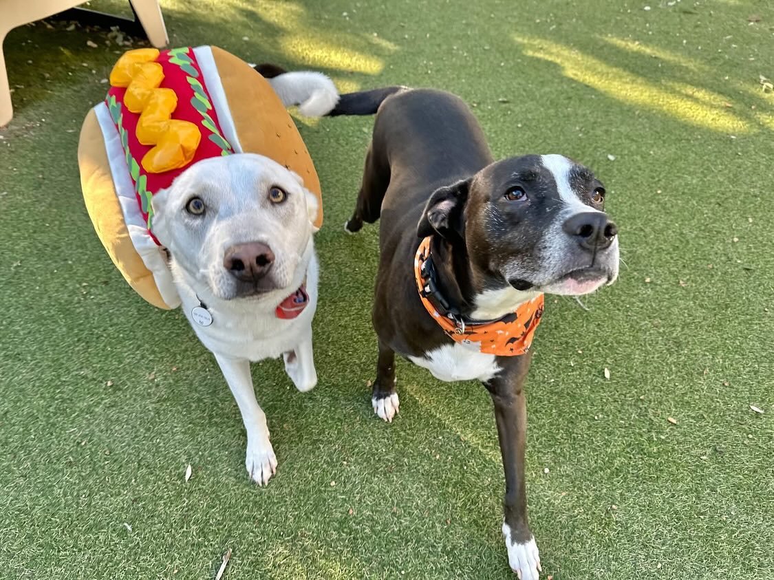 Happy Howl-o-ween!!! 🎃