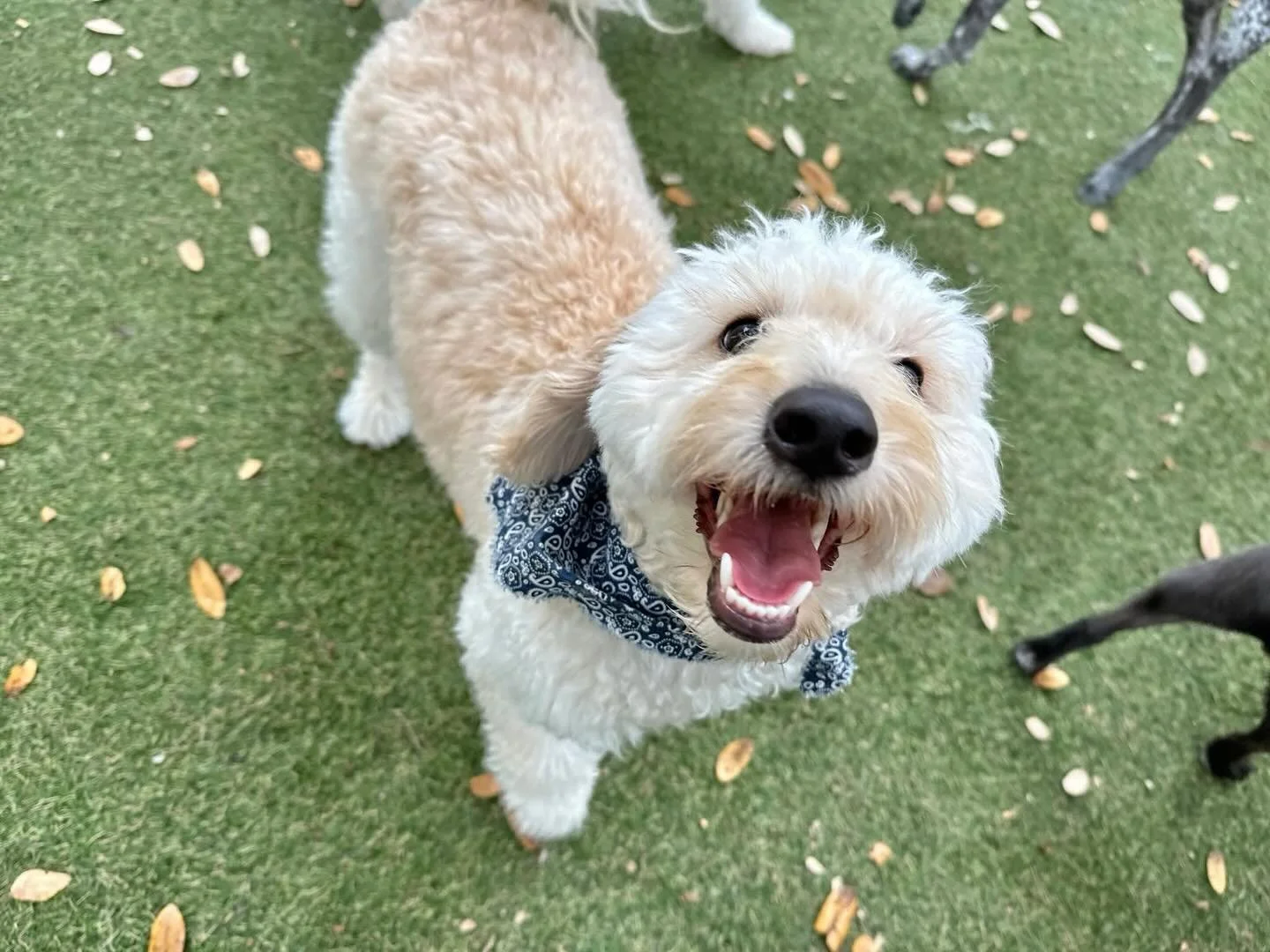 Hello and Happy Monday y&rsquo;all! Today we have a couple of new faces joining our pack today! Please welcome Gus and Chewie!💖🐶