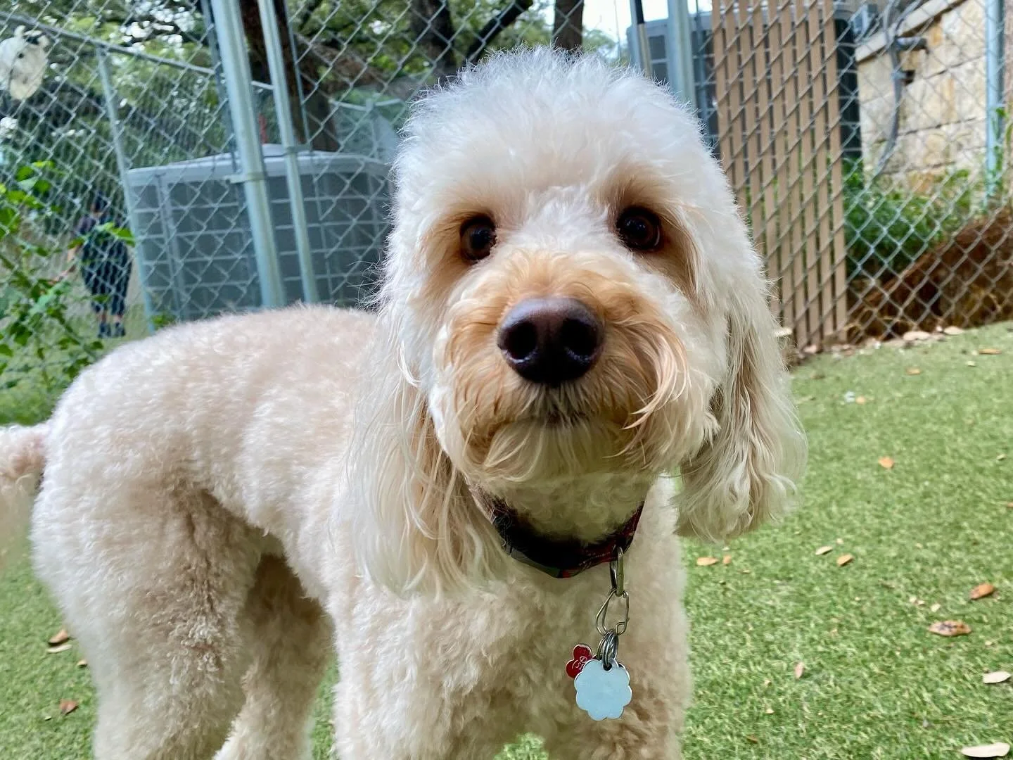 Howdy y&rsquo;all! We&rsquo;ve got a new pup joining us today! Say hello to Dolly! 🐶🐾

#dogdaycareatx #doggydaycare #pupsandpalspetlounge #pupsandpalssouthpark