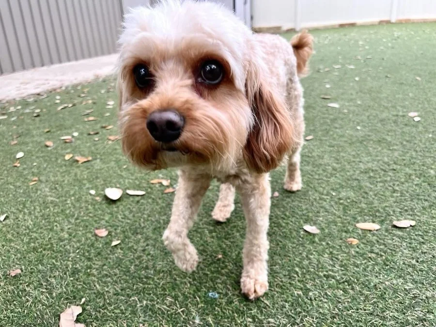 Hey y&rsquo;all! We&rsquo;ve got the cutest pair of sisters joining us today! Say hello to Eevee and Mabel! 🐶🐾

We also have a very special 2nd birthday today for Demon! He brought out his brother, Ghost, to share the spotlight! 🥳

#dogdaycareatx 