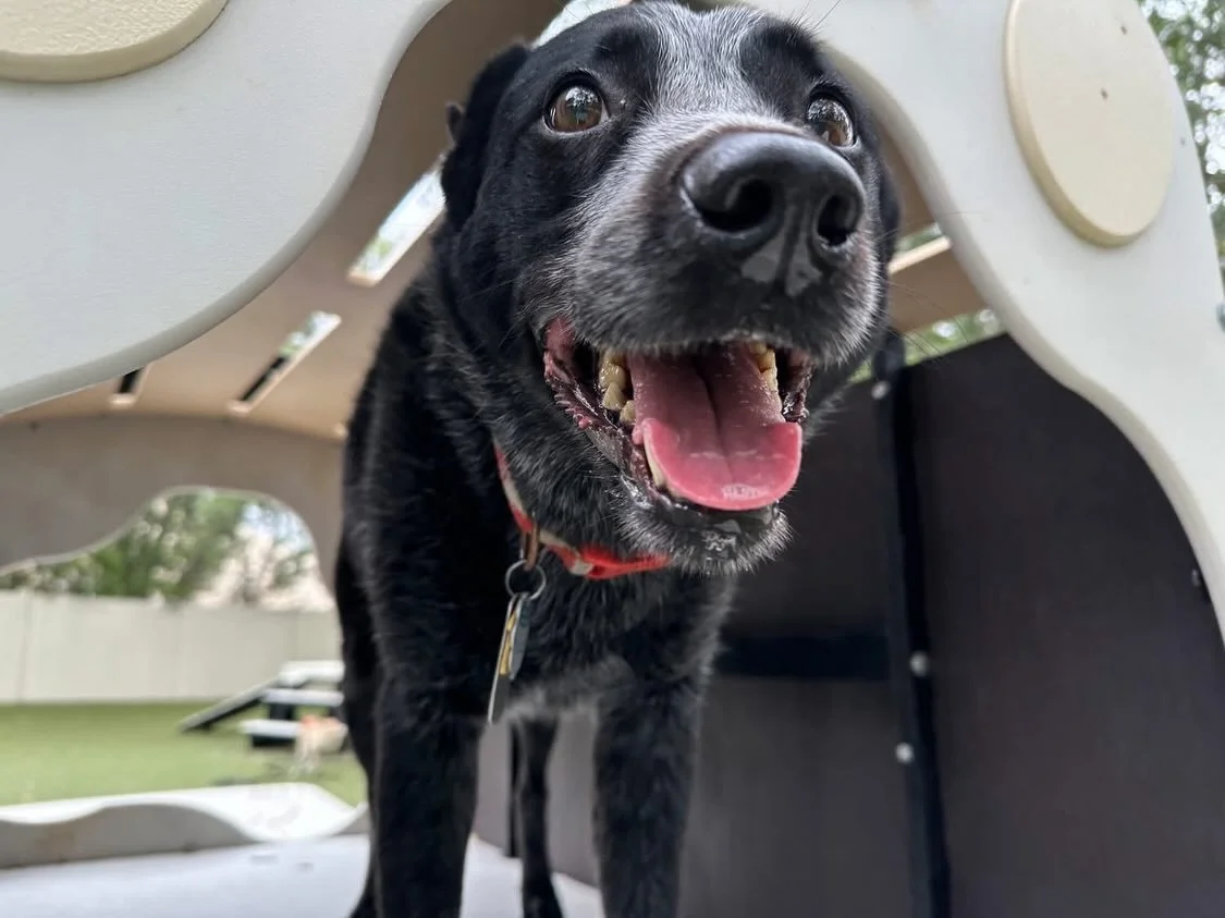 It&rsquo;s a great day to run and play!