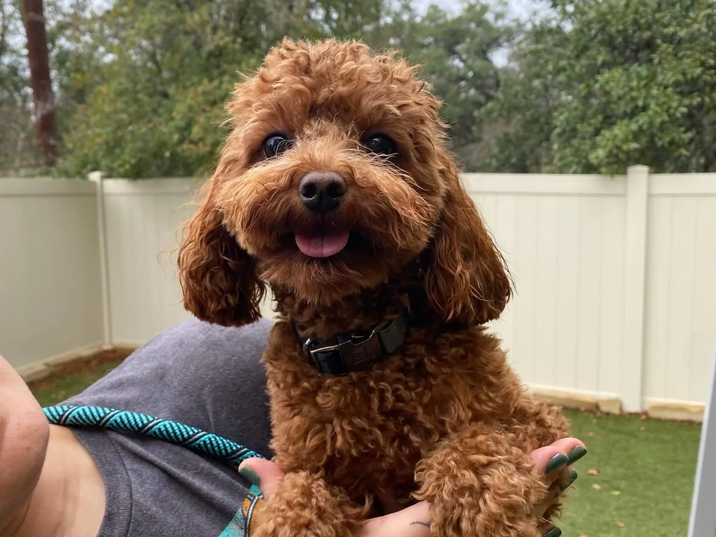 Hello and Happy Friday! Today we have a new friend joining us today! Please welcome Rufus! 🐶💖