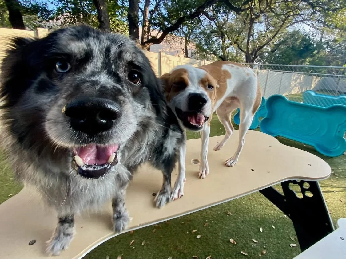 Hey guys! 😄 We are gearing up for Thanksgiving sleepovers already&hellip; 🦃🐾 These pups are so excited to be spending the holiday with their best friends!

#dogdaycareatx #doggydaycare #pupsandpalssouthpark #pupsandpalspetlounge