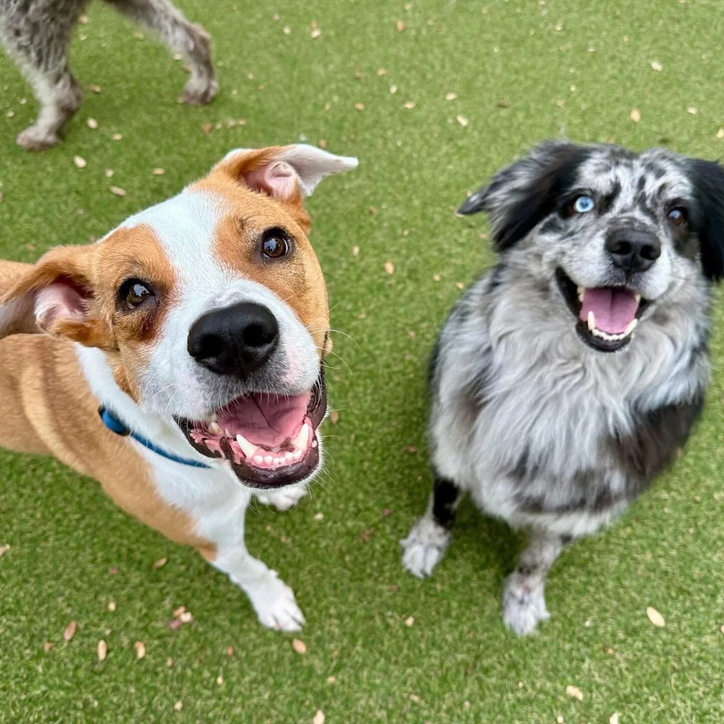 Rain or shine, our pups are having the best time! 🩵☔️