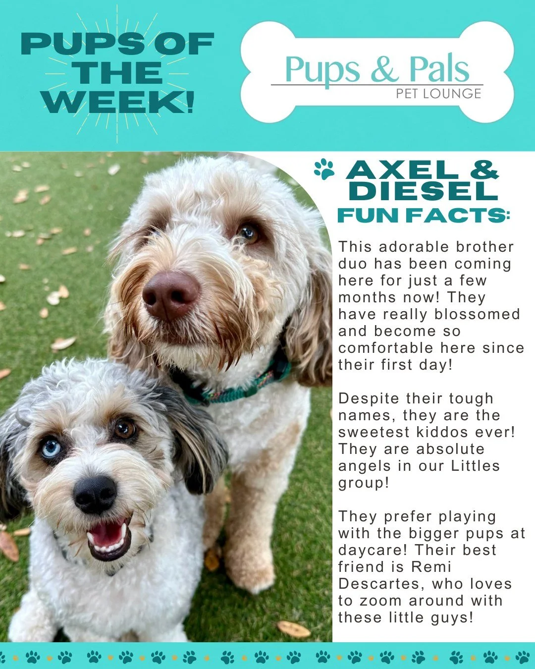 🐾💙 Check out this week's Pups of the Week: Axel &amp; Diesel! 💙🐾